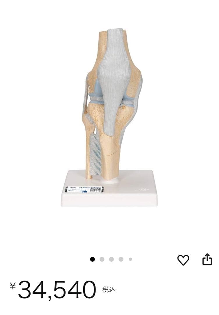 膝関節模型 3B 膝関節断面モデル