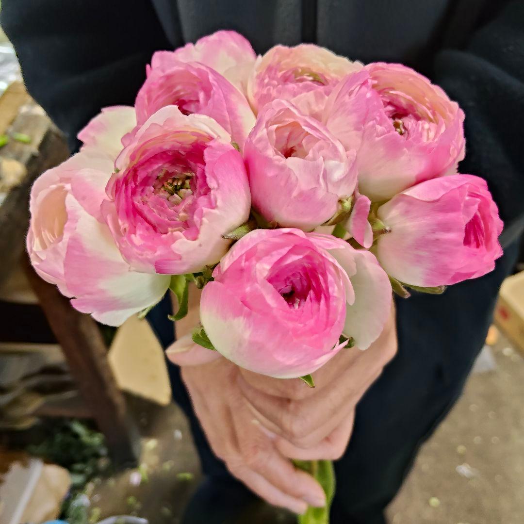 ラナンキュラス 湘南の虹 28センチ位10本❲切り花生花バラ❳1 - メルカリ