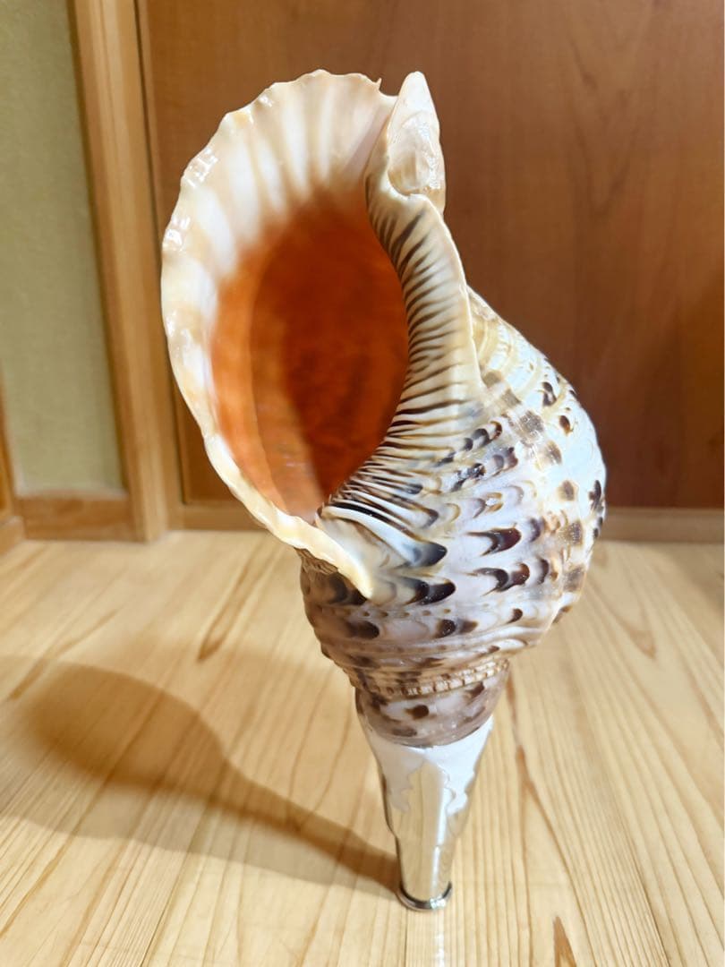 修験道法螺貝　山伏　密教　熊よけ　魔除け❣️ホラガイ　ほら貝