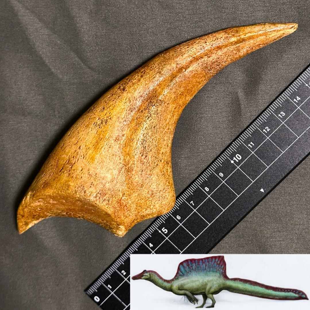 スピノサウルス ハンドクロウ かぎ爪 化石標本 肉食恐竜 獣脚類 1433