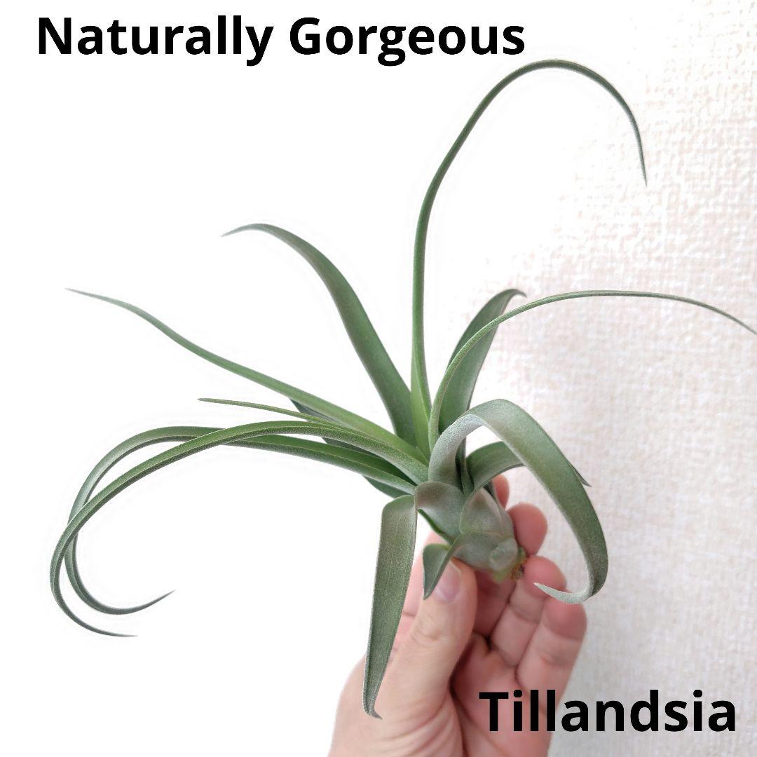 チランジア ナチュラリーゴージャス