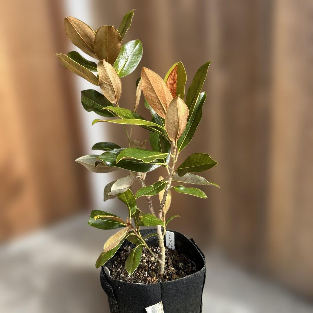 し*こ様 常緑樹　リトルジェム