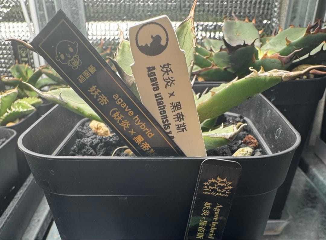 アガベ ハイブリッド 妖炎×黒帝斯 妖帝 土田制所 子株 陽炎個体 未発根