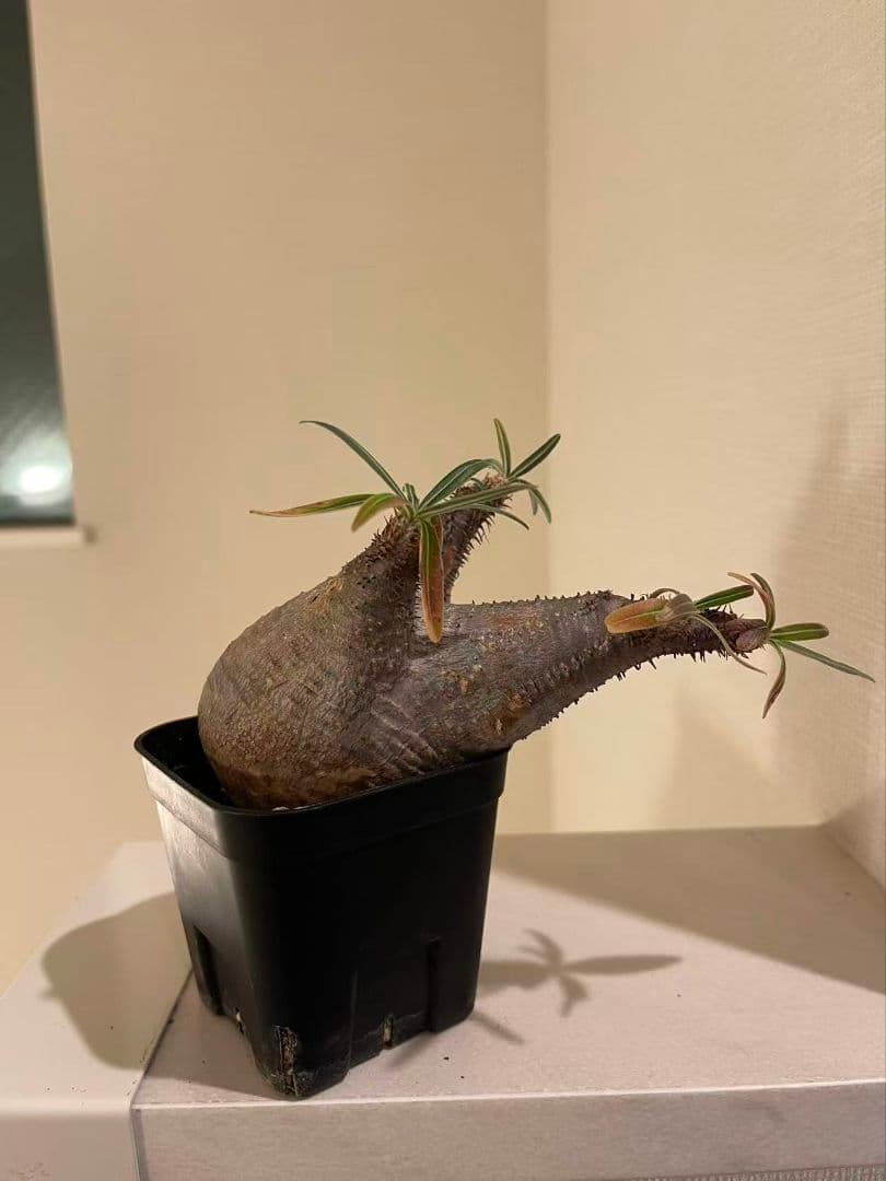 パキポディウム　グラキリス　現地株　発根済み　発根管理してから半年間