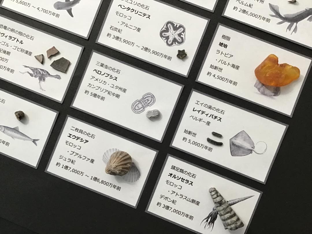 化石 20種 セット [ZG18] 三葉虫 トリケラトプス ティラノサウルス