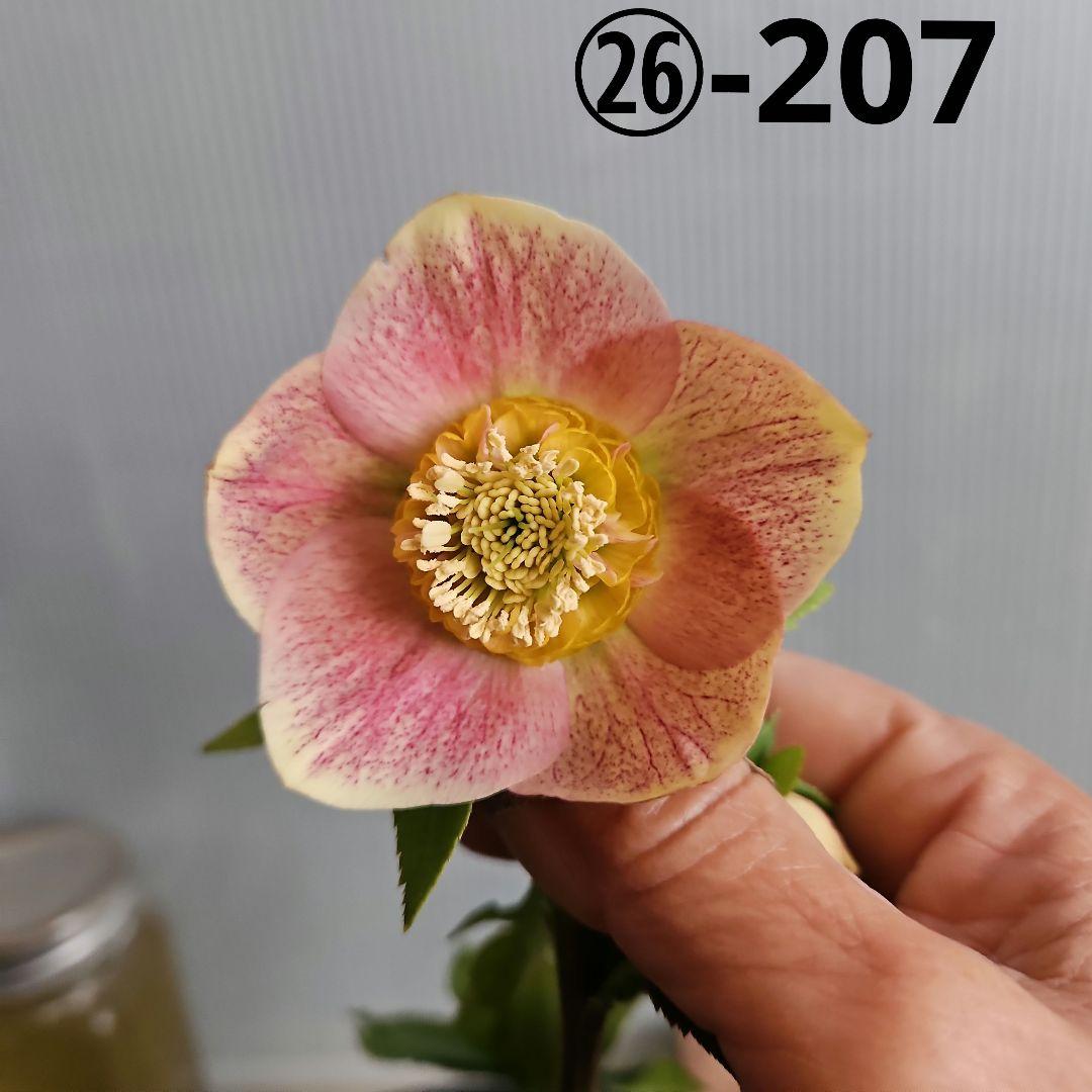 夕映え様ご購入苗㉖-207㉖-244クリスマスローズ クリスマスローズ 開花苗 078 ピンクグラデーションセミダブル : 花郷