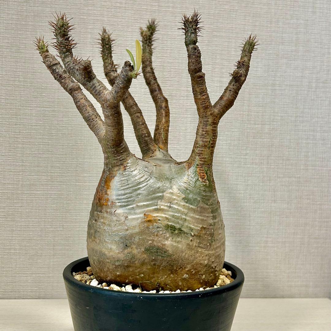 パキポディウム・グラキリス③　発根済み　現地球