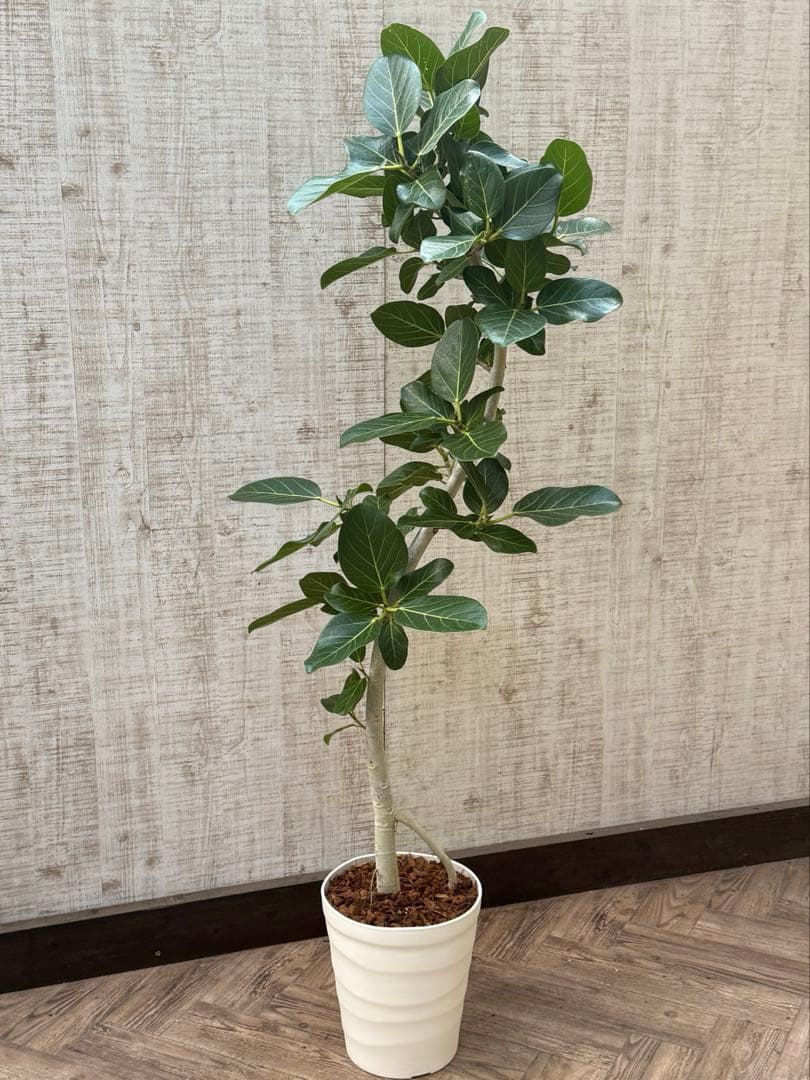 ☆ フィカス ベンガレンシス♪150cm リビングサイズ 曲がりフォルム♪