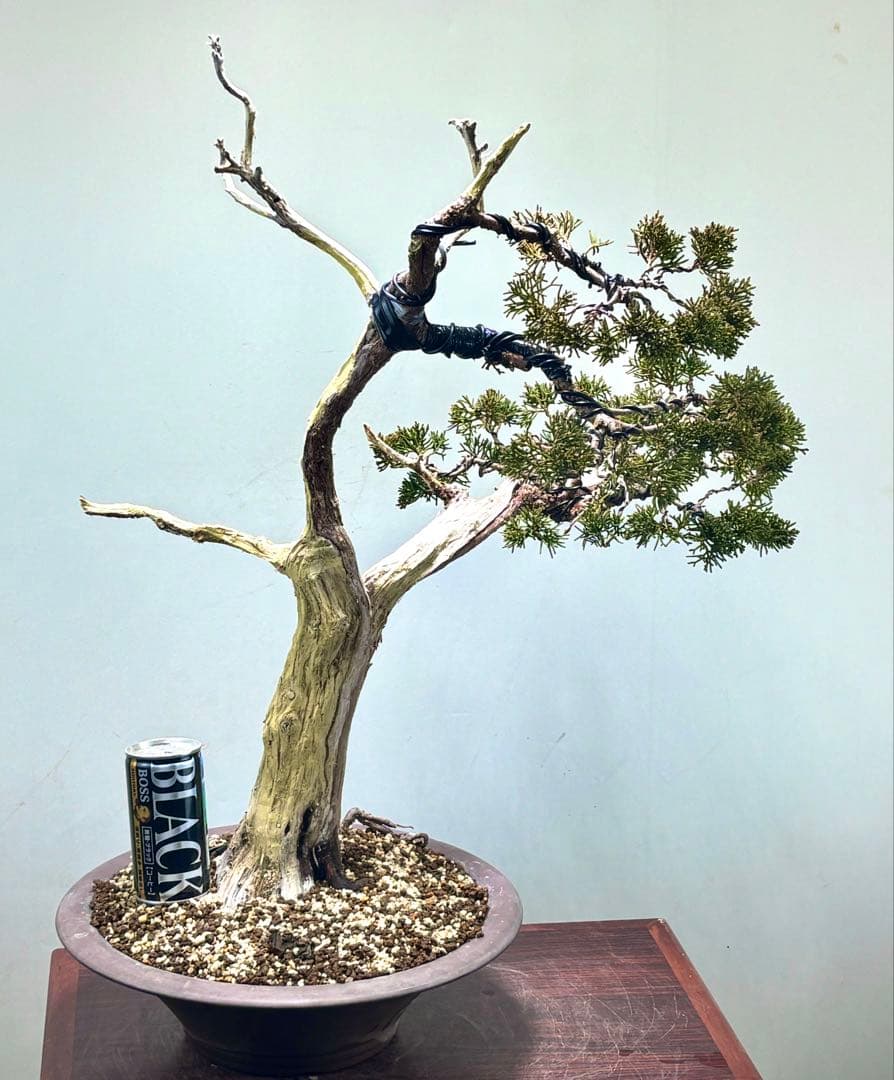 K*K様 サービスオークション】【文人】真柏　盆栽　 高さ56㌢