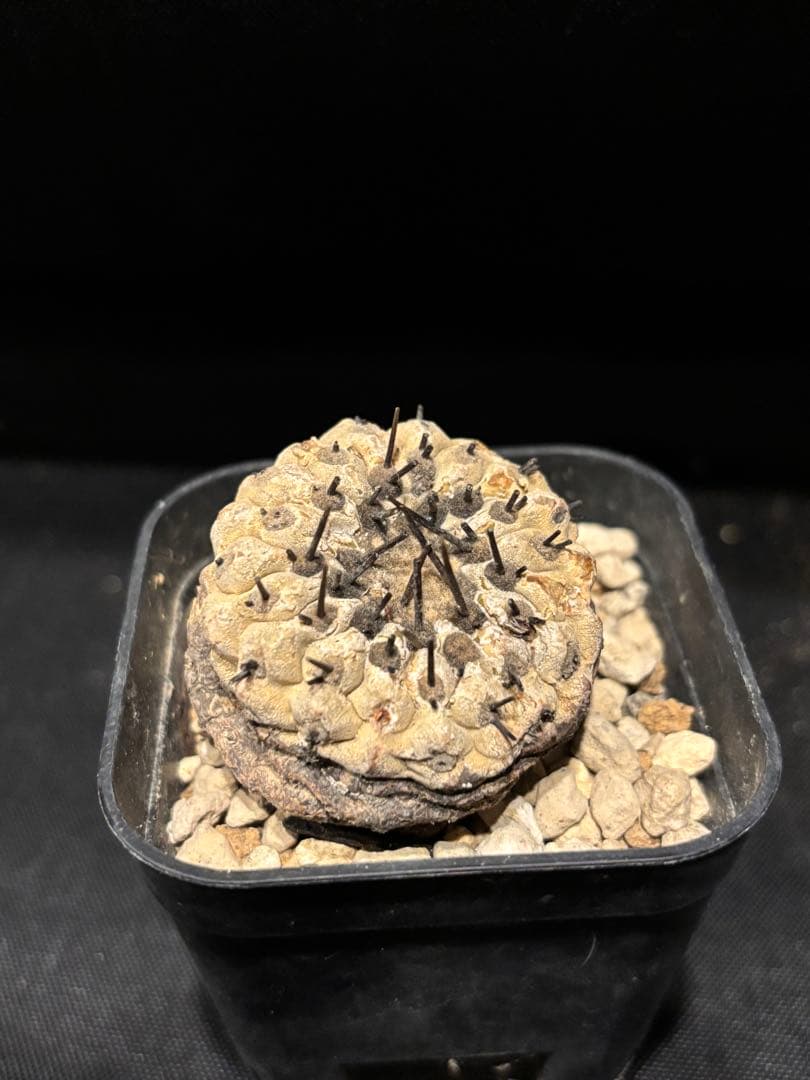 発根済み 孤竜丸 コピアポア シネレア コルムナアルバ copiapoa コピアポア シネレア コルムナアルバ 孤竜丸 Copiapoa cinerea var. co