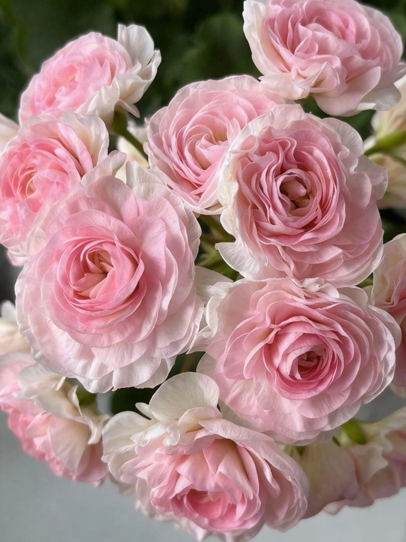 珍しいバラ咲きゼラニウム苗