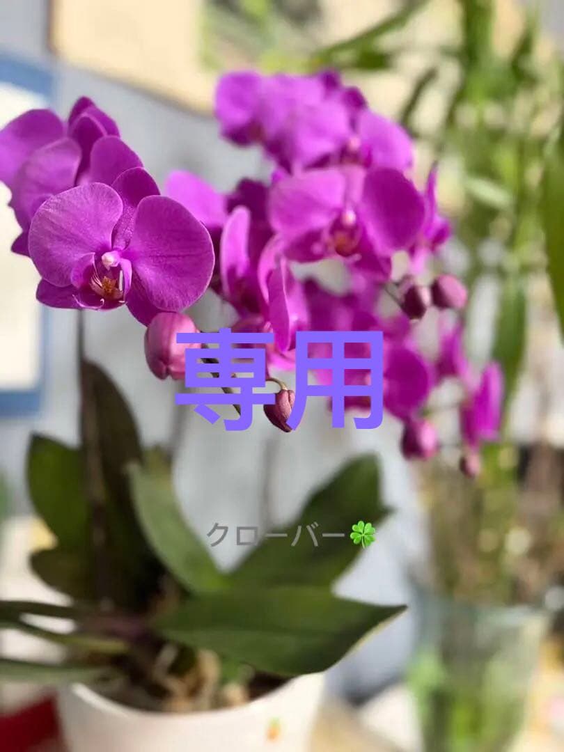 う～たんXLグレー