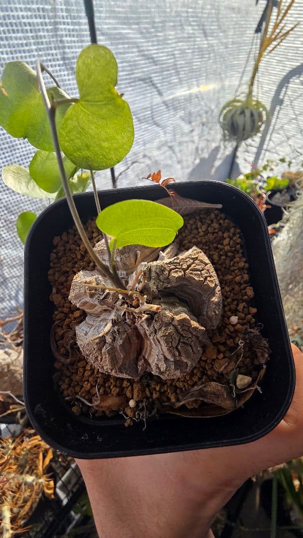 【長谷川園芸】亀甲竜　大きめサイズ