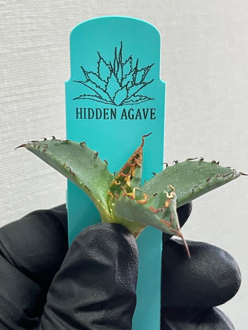 (*/様 ジェレミー産Hidden Agaveアガベ エボリスピナ×BBハイブリ