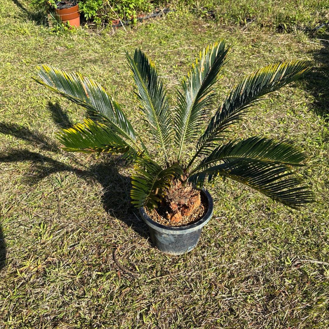 m*i様 深爪 金環 ソテツ 8号鉢