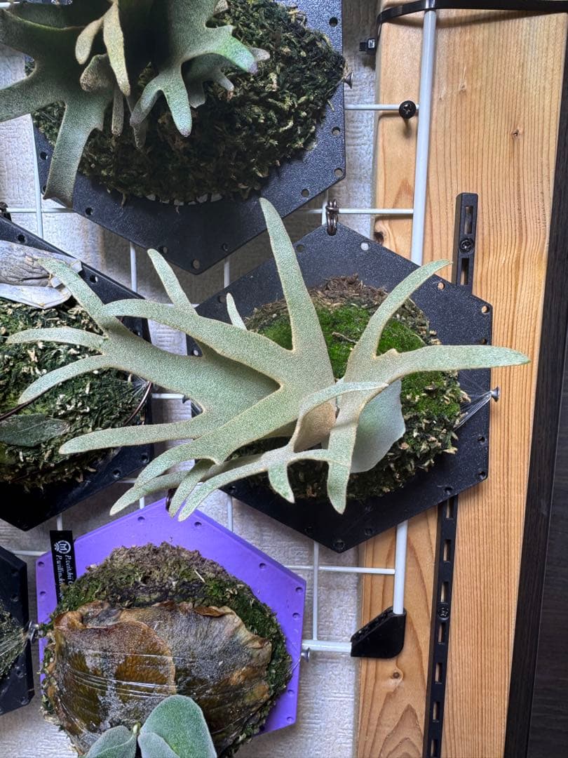 grace willinckii nook dwarf ビカクシダ