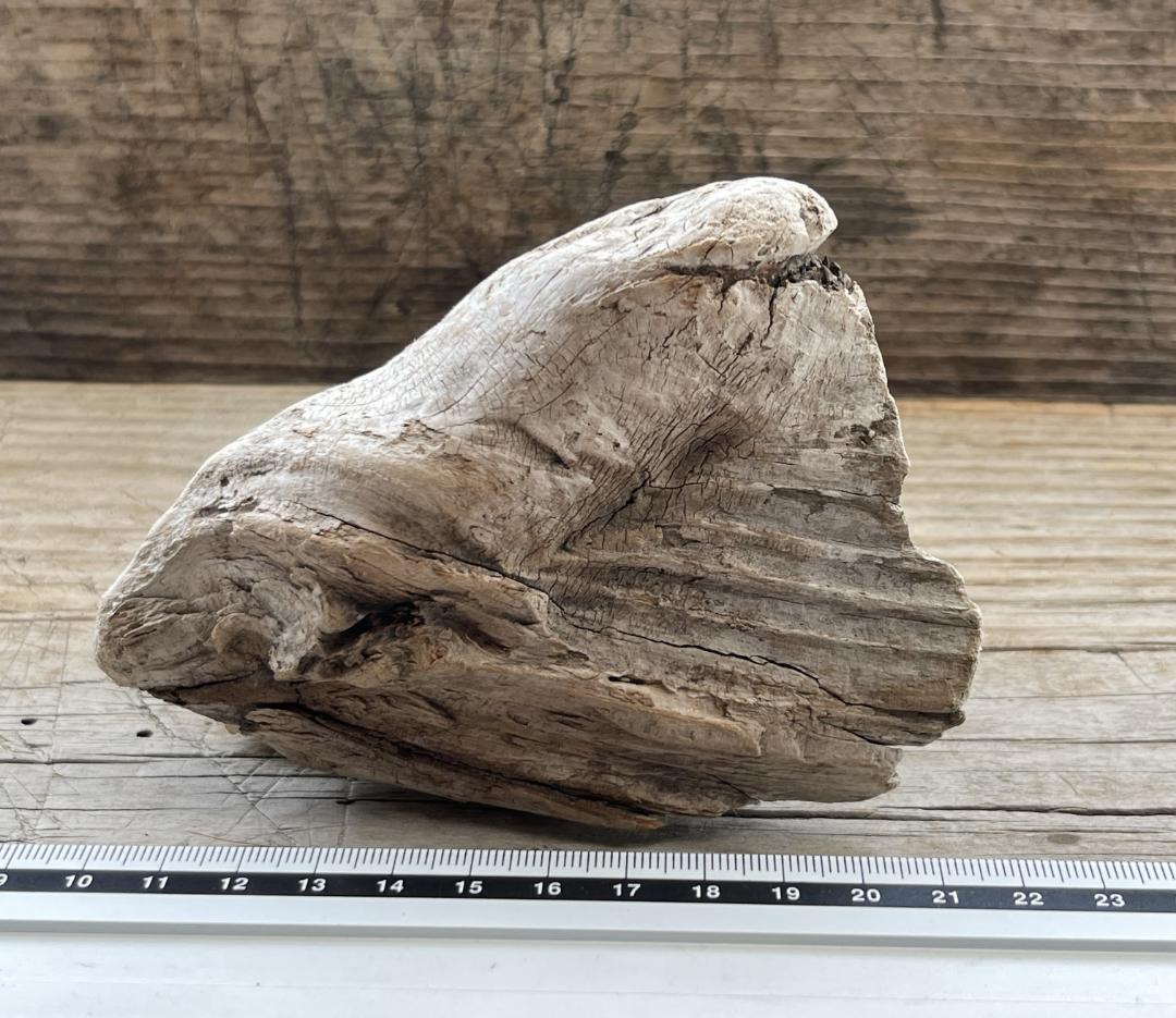 四万十川の流木　お題 ： エンゼルフィッシュ