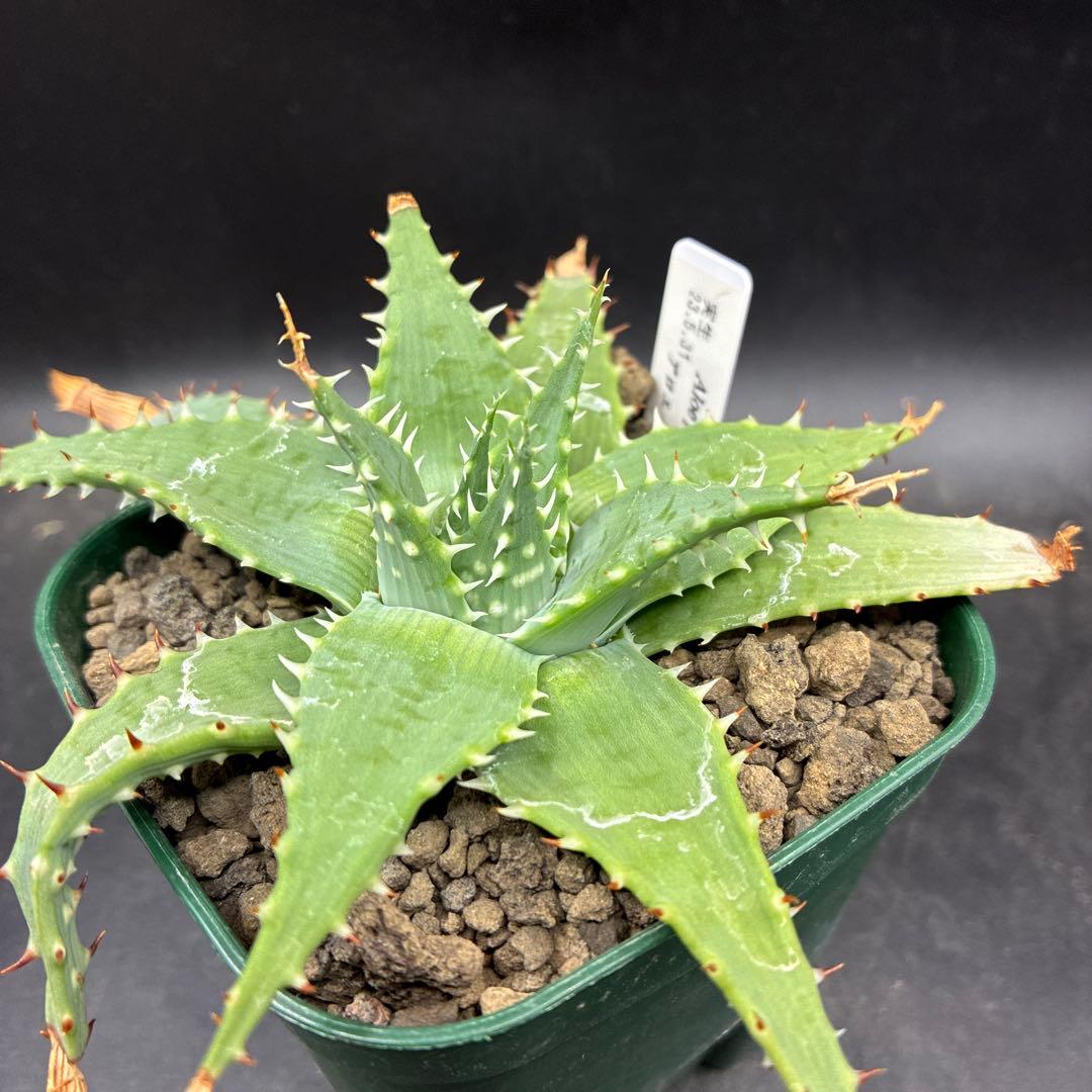 アロエ プラテンシス 実生 - メルカリ