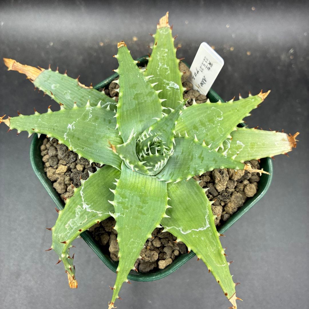 アロエ プラテンシス 実生 - メルカリ