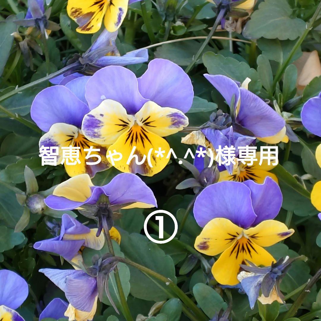 智恵ちゃん(*^.^*)①