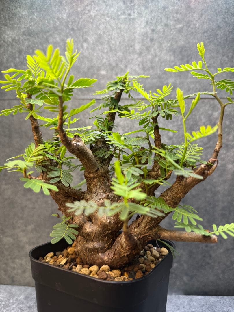 センナ　メリディオナリス　海外実生　発根済み　354