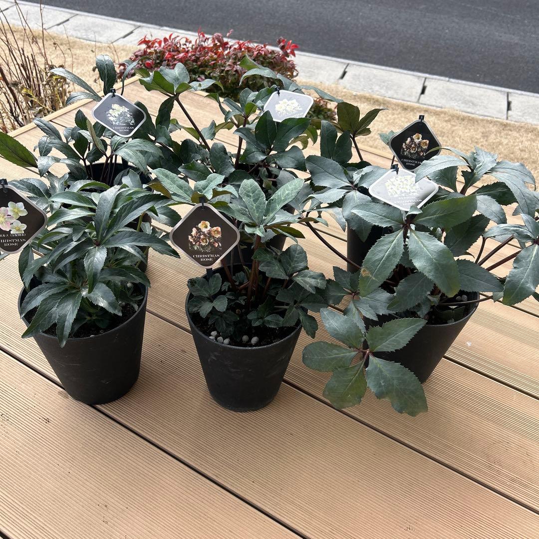 クリスマスローズ苗　クリスマスローズ　交配種　開花見込み株　6鉢価格