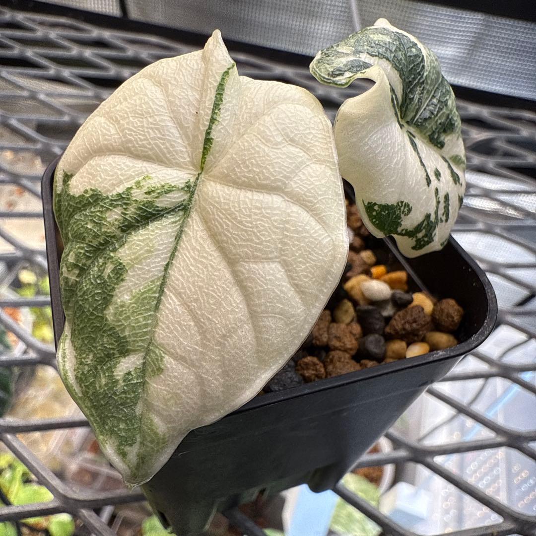 w*）様 極上 アロカシア メロ アルボ