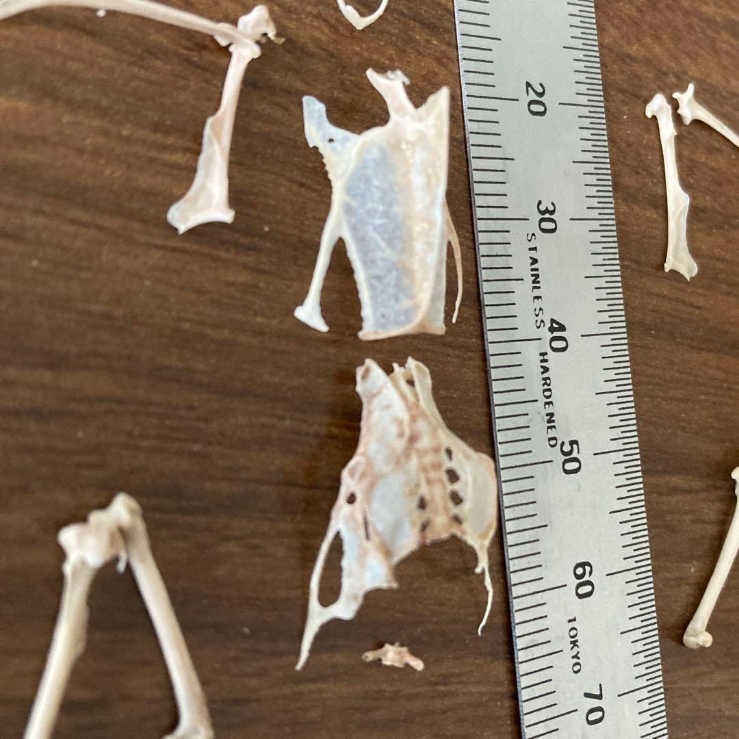 スズメの骨格標本•翼標本 - メルカリ