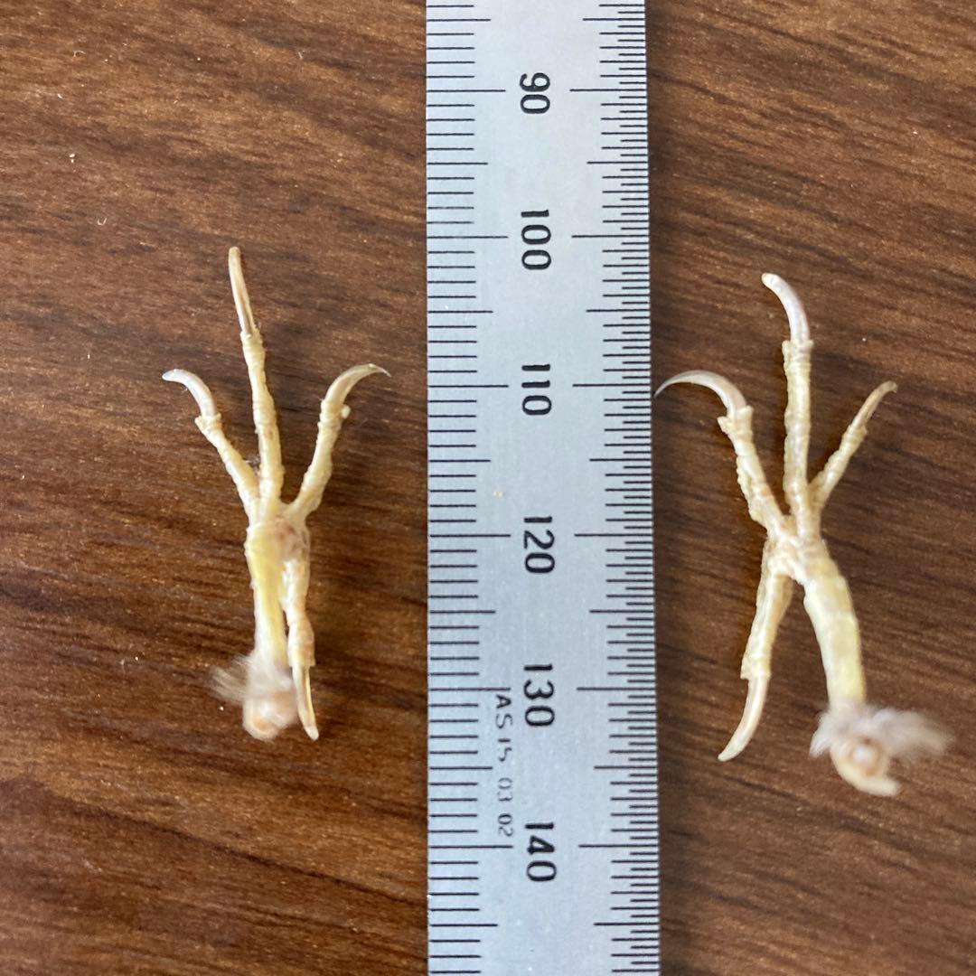 スズメの骨格標本•翼標本 - メルカリ