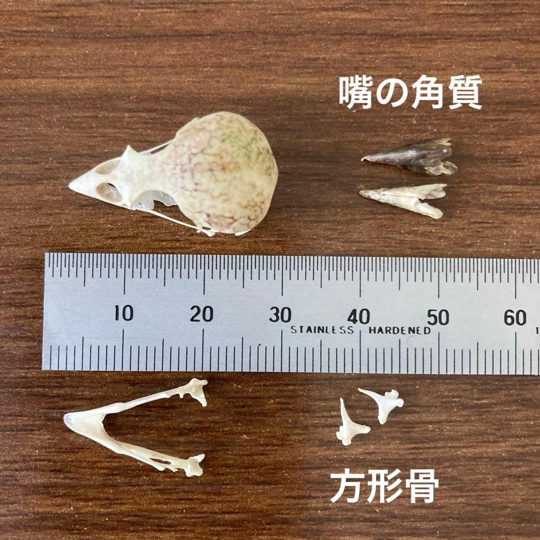 スズメの骨格標本•翼標本 - メルカリ