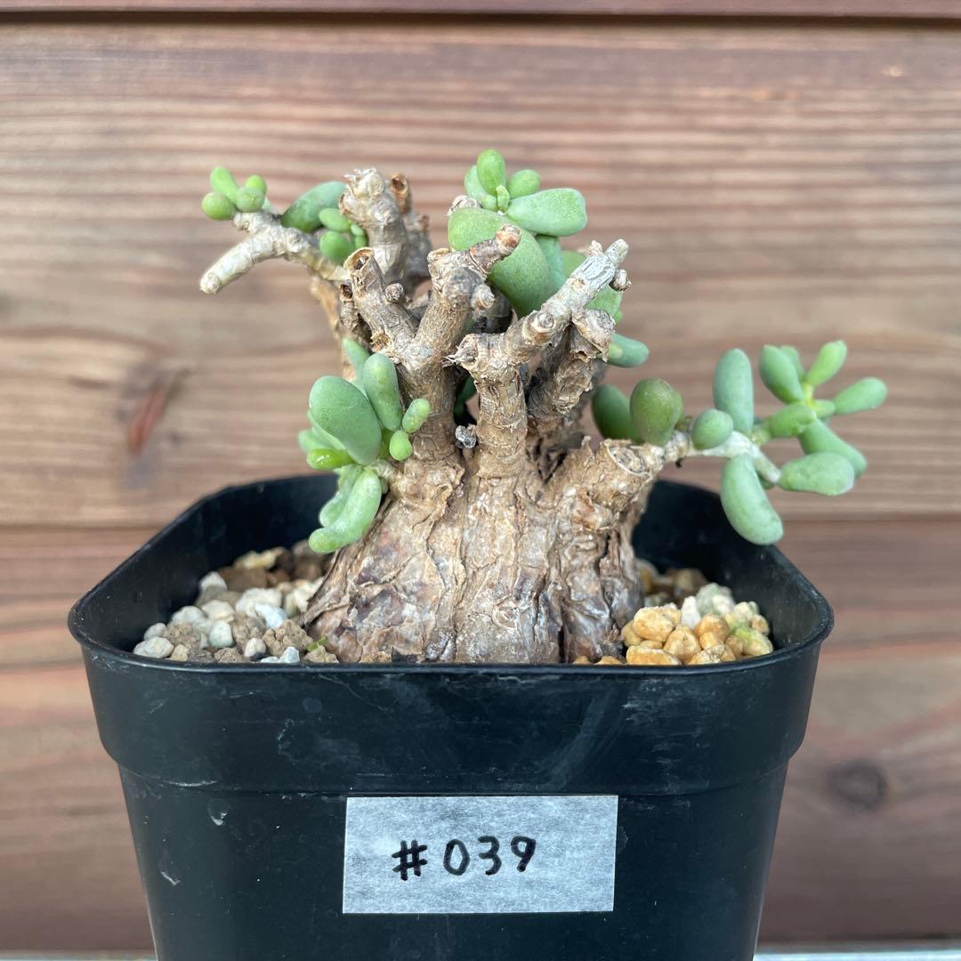 ケラリアピグマエア #39