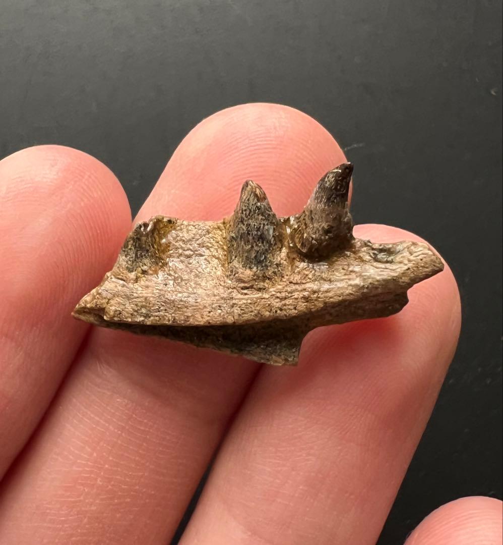 大型トカゲPalaeosaniwaの下顎　爬虫類　化石　白亜紀　アメリカ