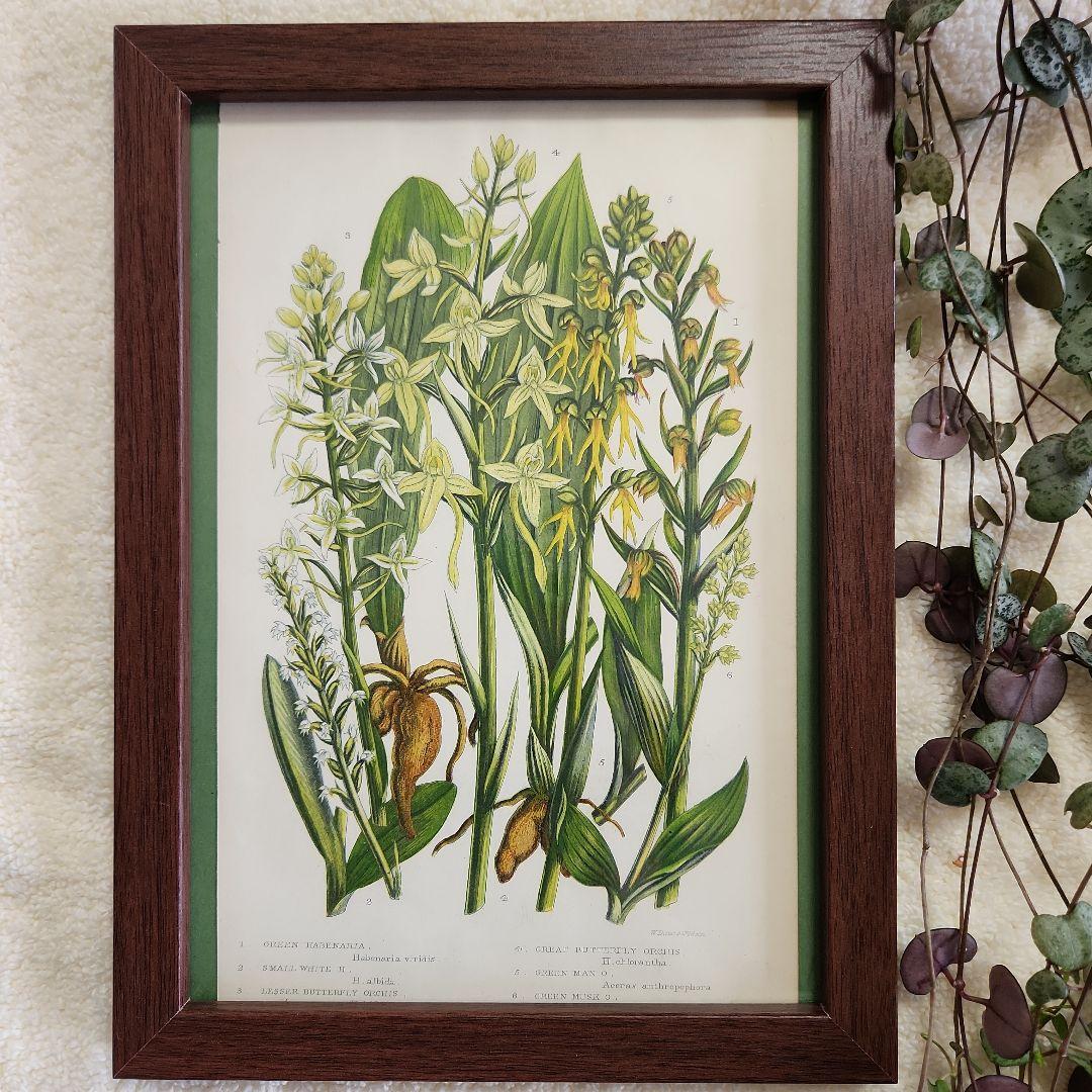 ボタニカルアート 植物画 リトグラフ アンティーク 絵画 額 植物図鑑 2