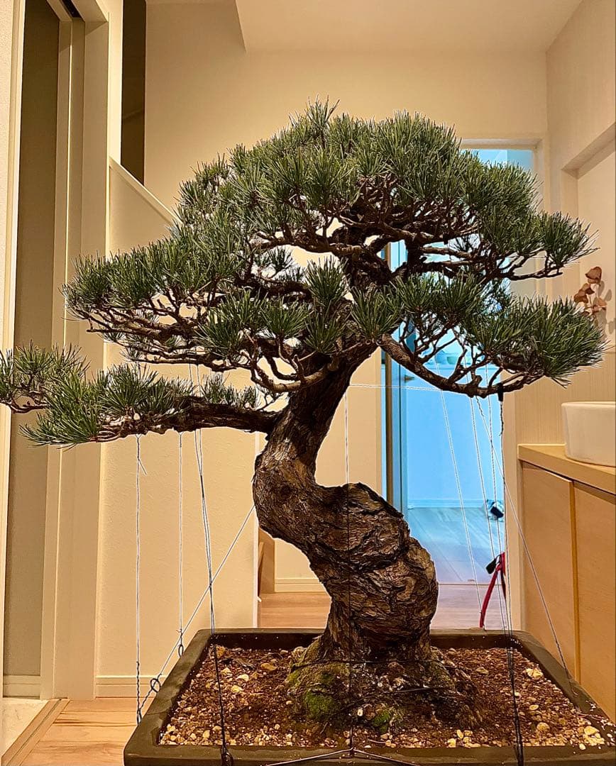 a*a様 五葉松　葉性が抜群に良いです！