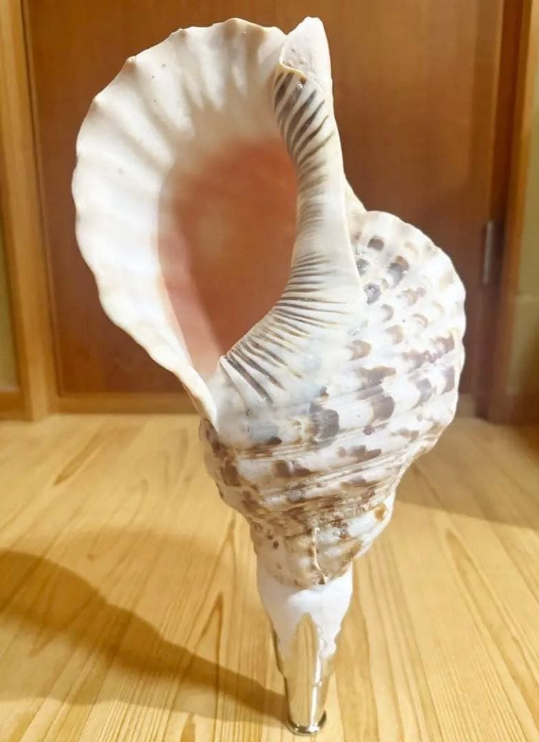 ☀︎Gracias☀︎です 大型修験道法螺貝39.5㎝　山伏　密教　魔除け