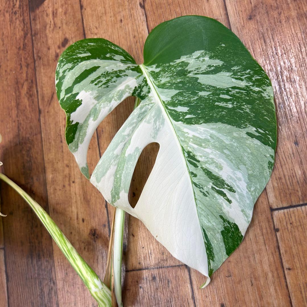 斑入りモンステラ ボルシギアナ アルボ ホワイトタイガー - メルカリ