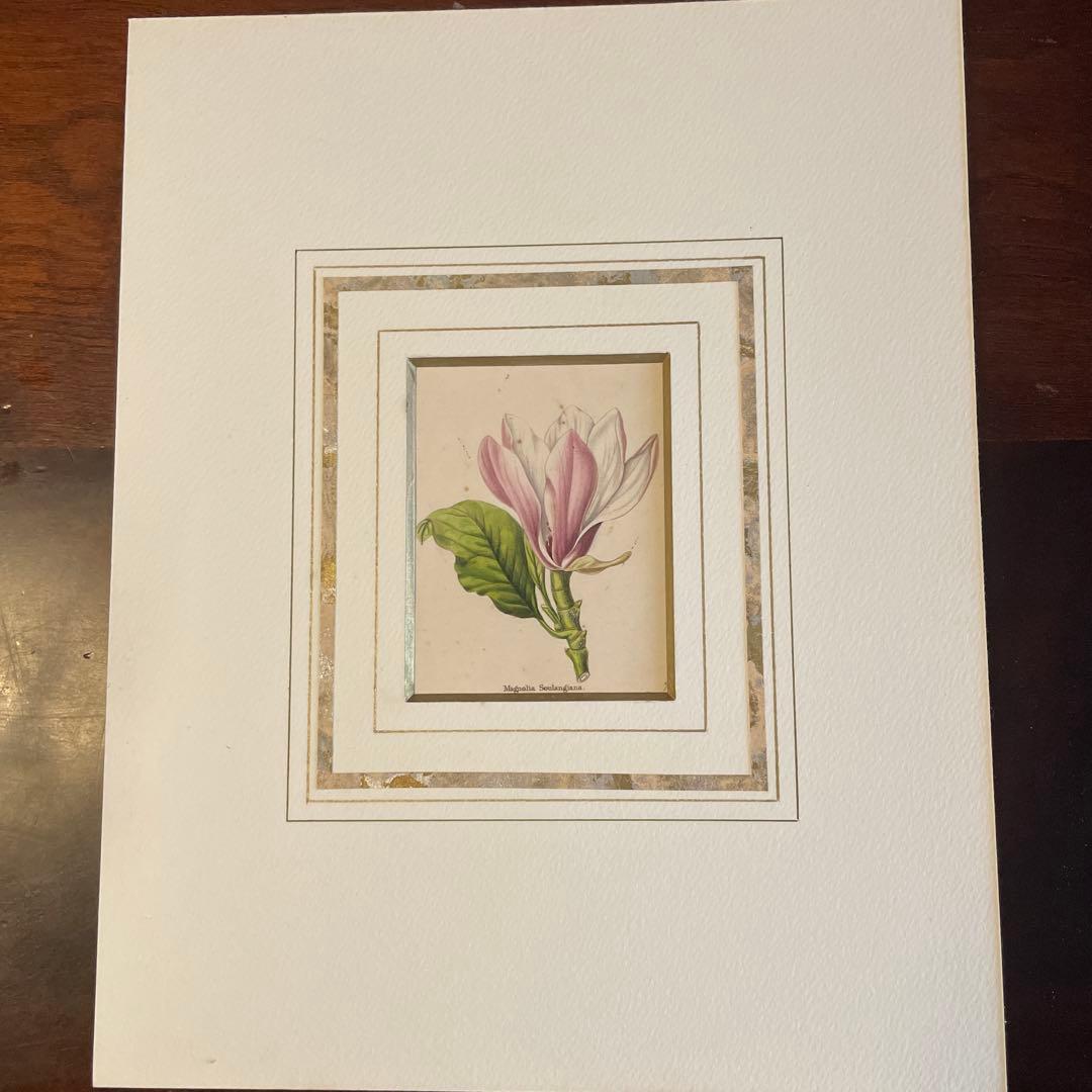 ピエールジョセフルデゥーテ　マグノリア・ソウランゲア