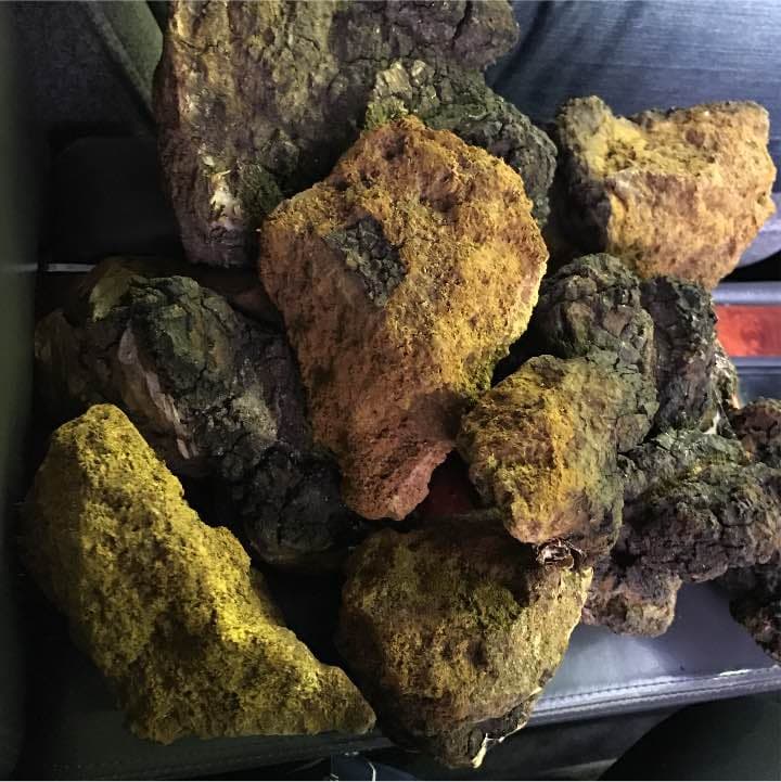 カバノアナタケ