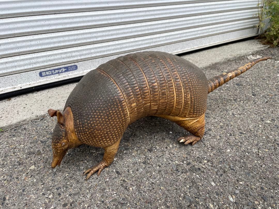 ココノオビアルマジロ　アルマジロ　剥製　ワシントン条約対象外