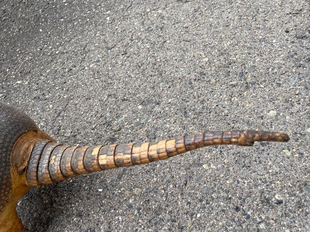 ココノオビアルマジロ アルマジロ 剥製 ワシントン条約対象外 - メルカリ