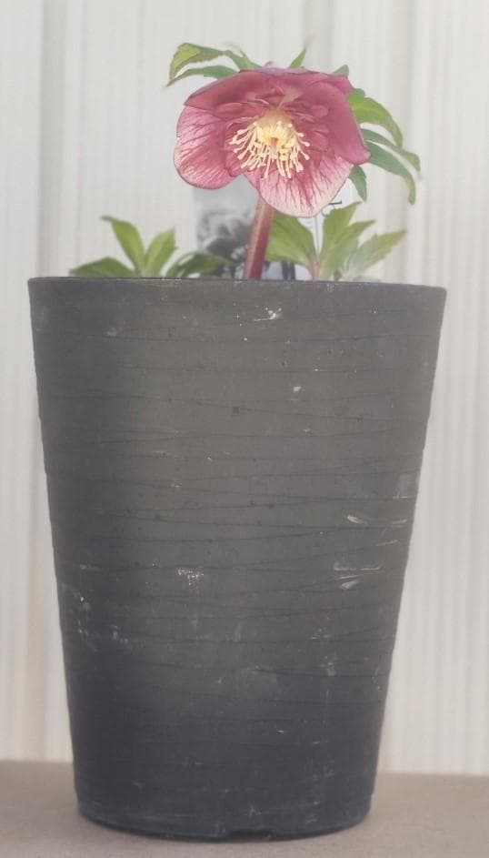 クリスマスローズ パープルベインSD（多分オーレア） おまけ交配