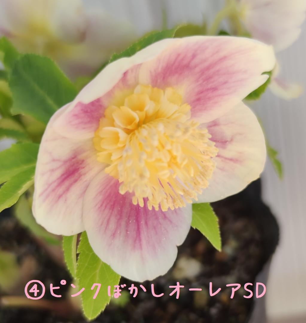 クリスマスローズ パープルベインSD（多分オーレア） おまけ交配