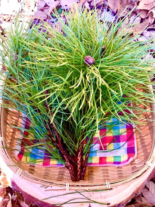 【縁起物/希少種】三鈷松入浴剤/松風呂/新年のお祝いに縁起の善い三鈷松風呂/1袋