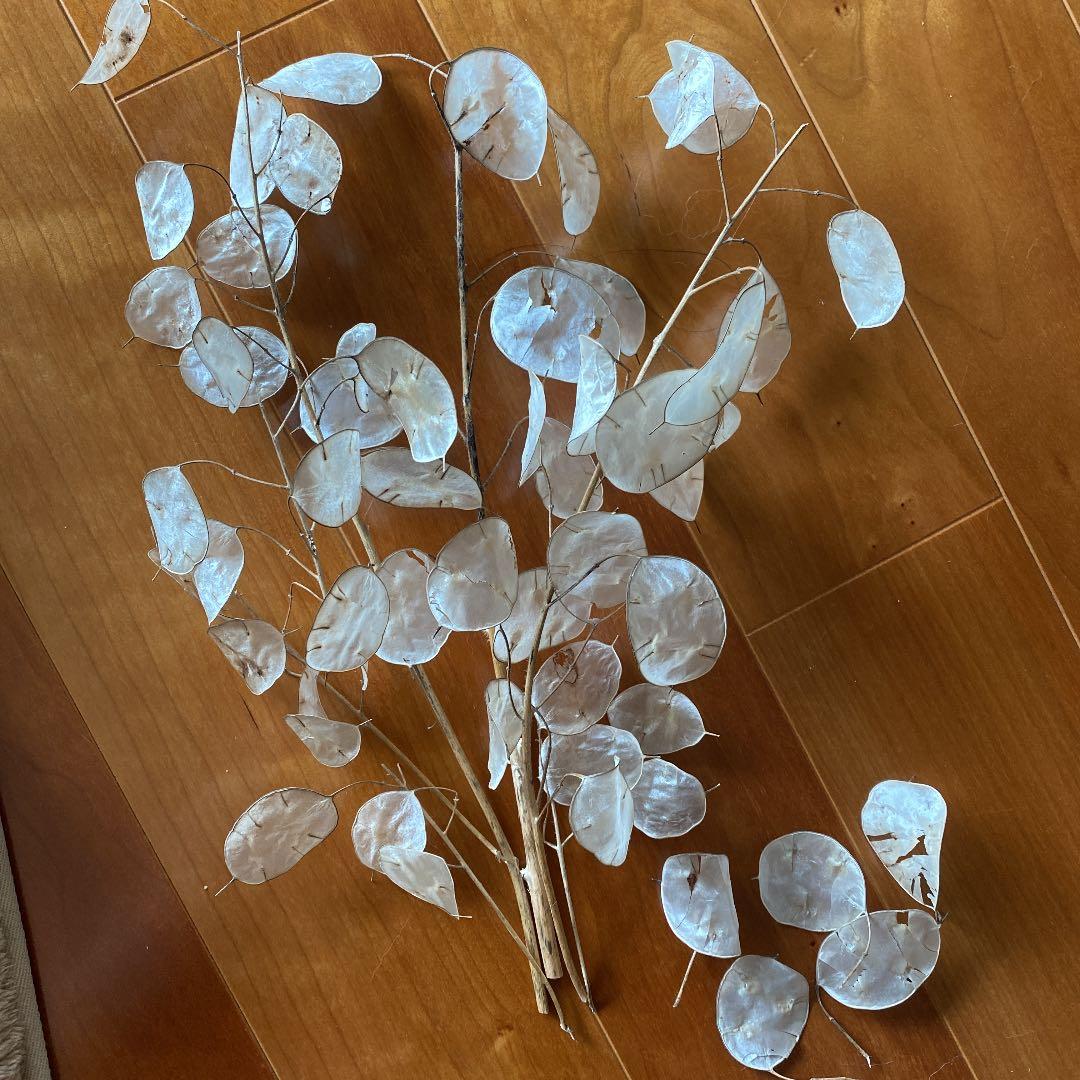 パーカー アルパインスターズ 公式