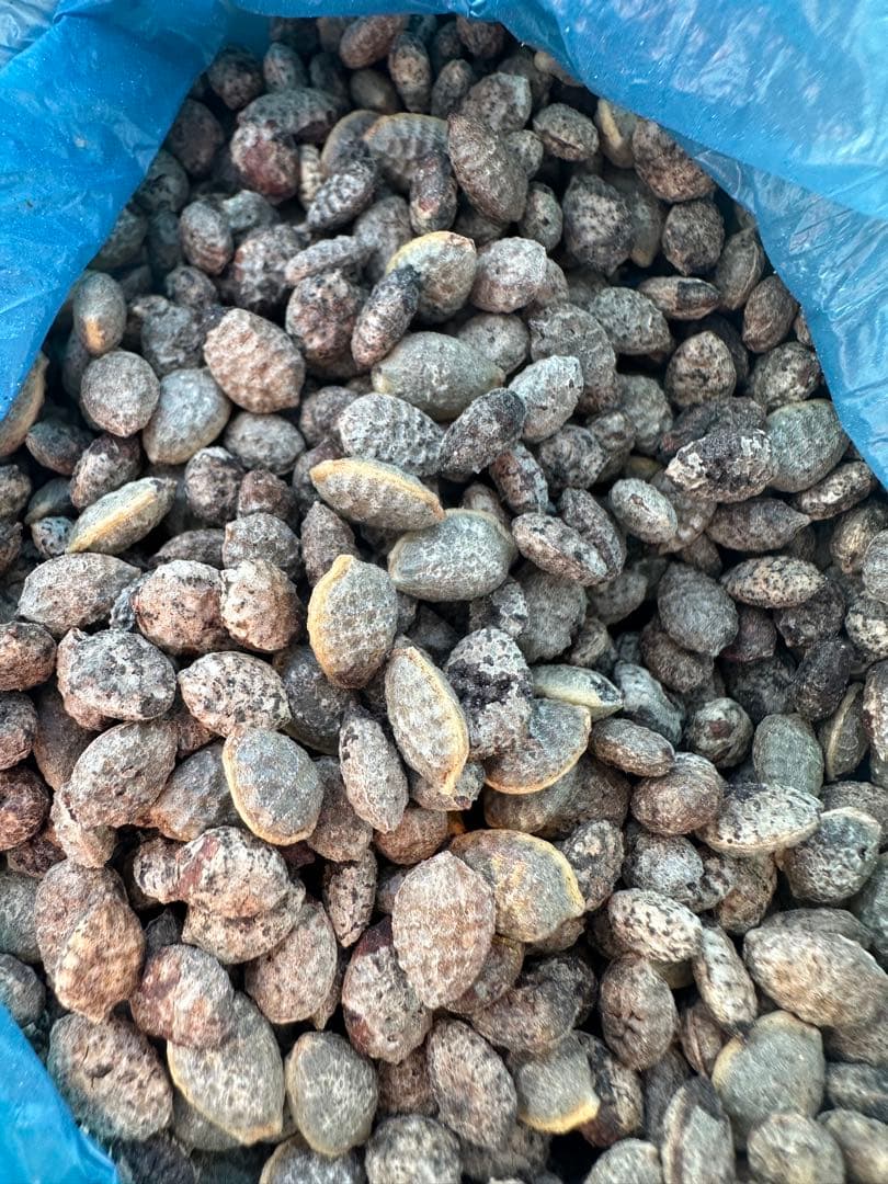 ザド、アデニアペチュエリー種子