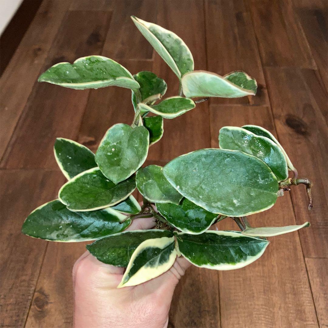 ホヤ カルノーサ クリムゾン クイーン - メルカリ