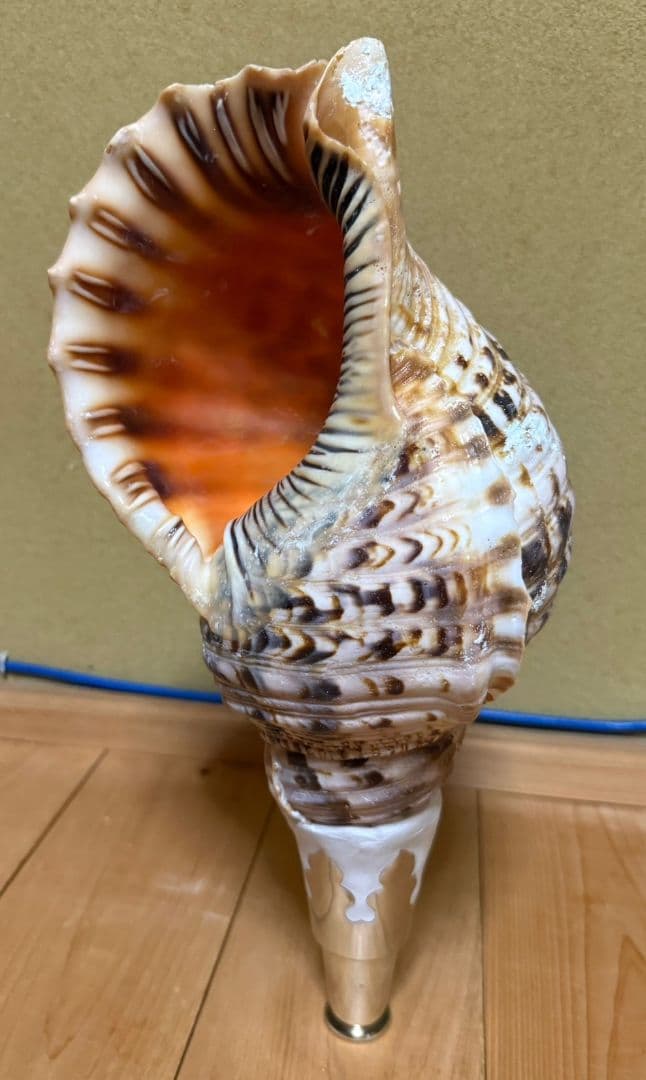 修験道法螺貝　密教　山伏　熊よけ　魔除け　ほら貝　ホラガイ