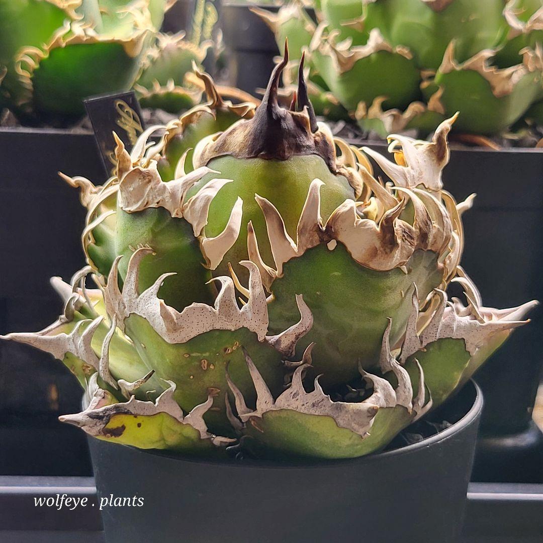 c*o様 アガベ チタノタ レッドキャットウィーズル ゴリ猫