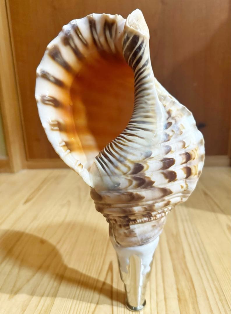 修験道法螺貝32.5㎝　山伏　密教　魔除け　熊よけ❣️ホラガイ　ほら貝