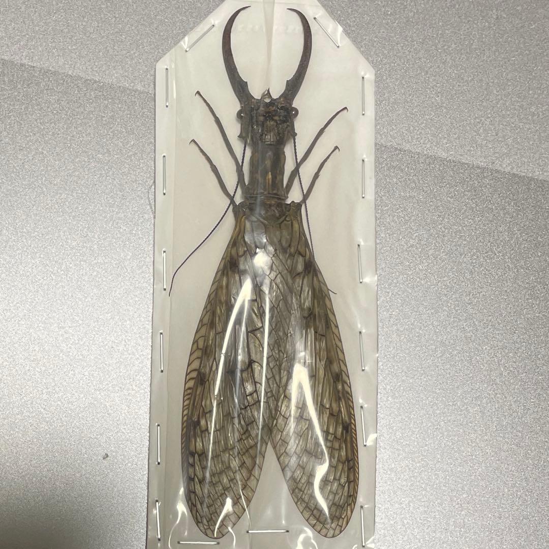 希少　オオキバヘビトンボ　標本